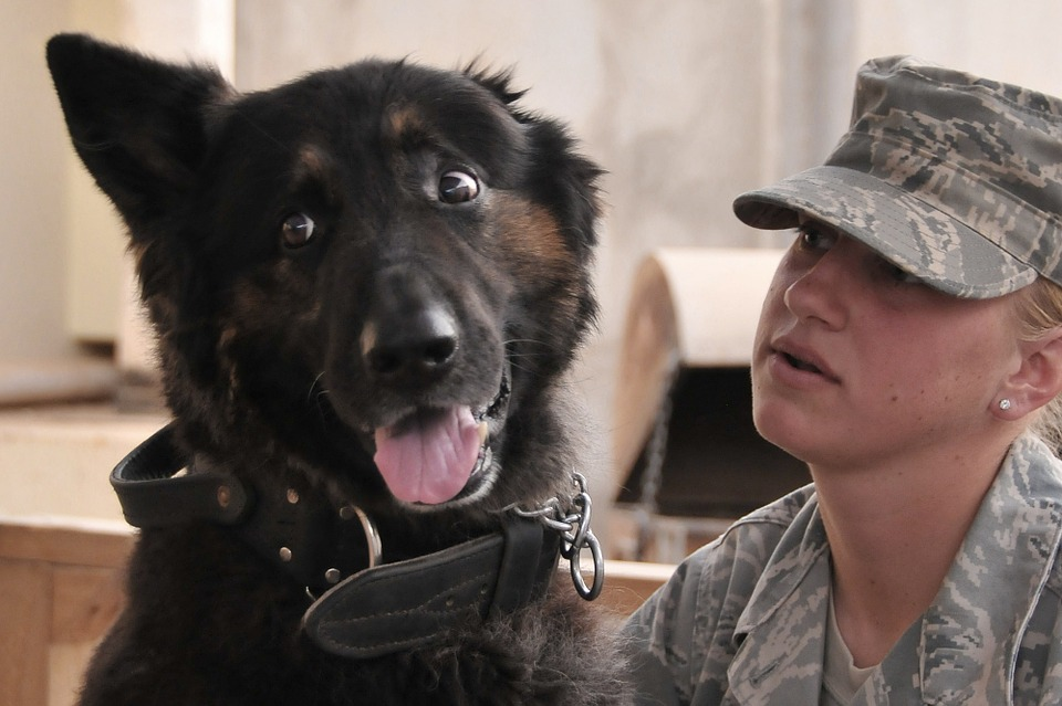 Can You Adopt Military Dogs